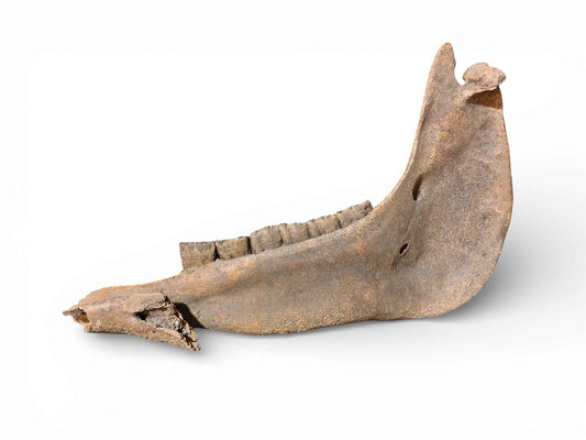 Ovis aries – Fossil Sheep Skull from Eastern Poland