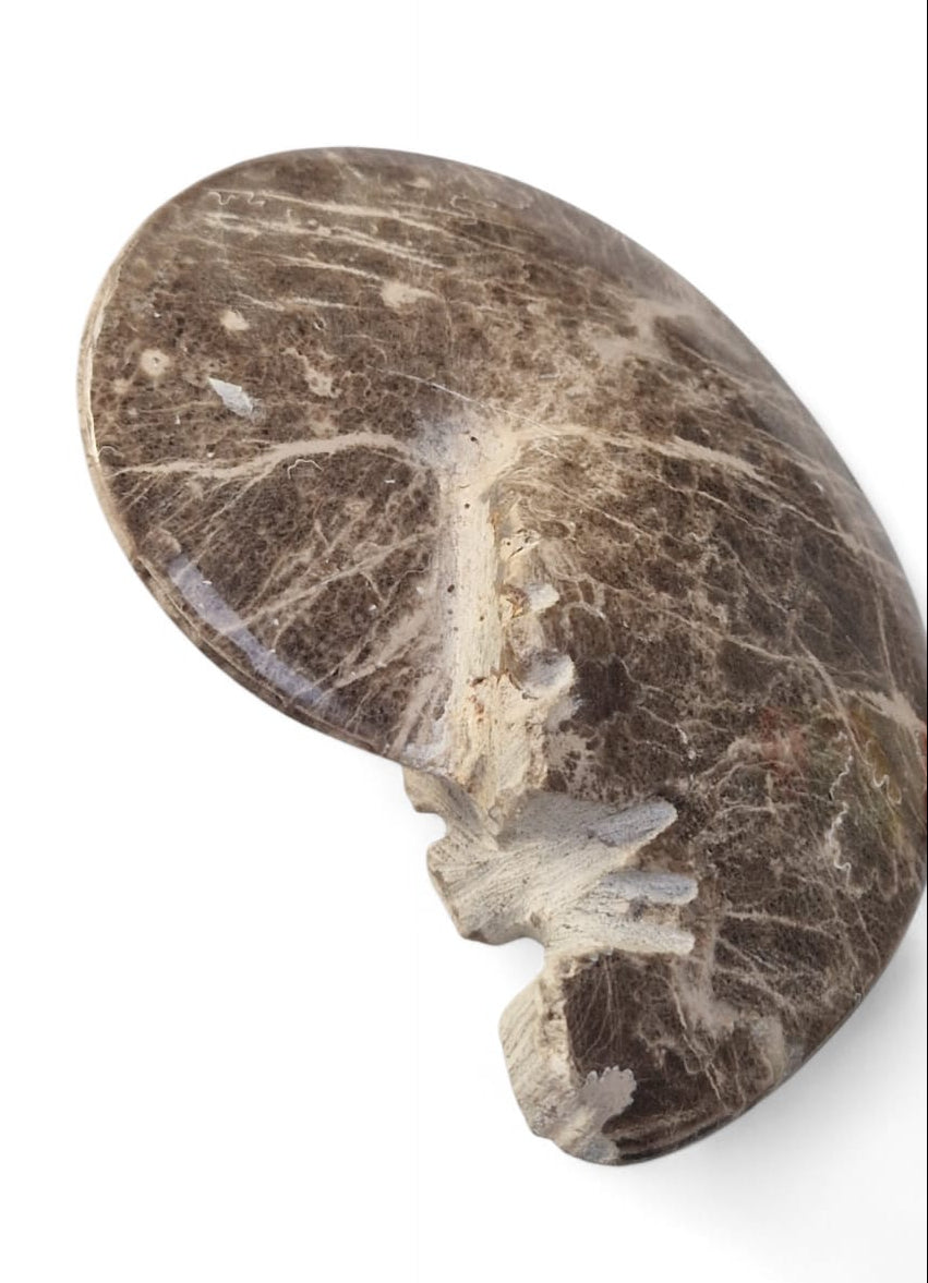 Mammites nodosoides Ammonite for Sale | Cretaceous Fossil Morocco | Fossils NH 2