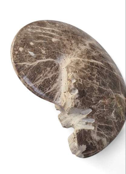 Mammites nodosoides Ammonite for Sale | Cretaceous Fossil Morocco | Fossils NH 2