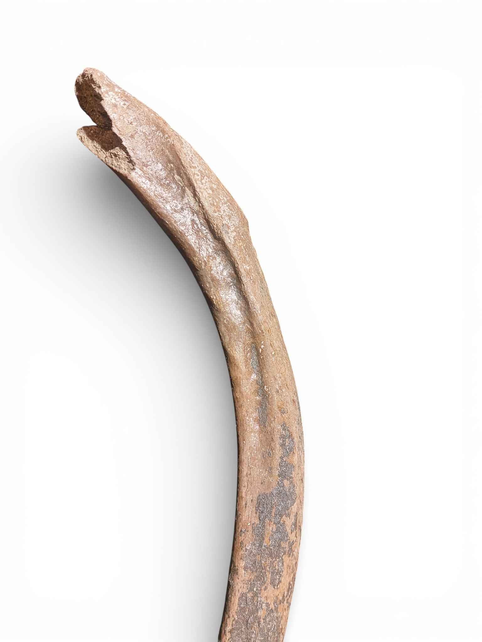 Mammuthus primigenius – Ice Age Mammoth Ulna from the Pleistocene