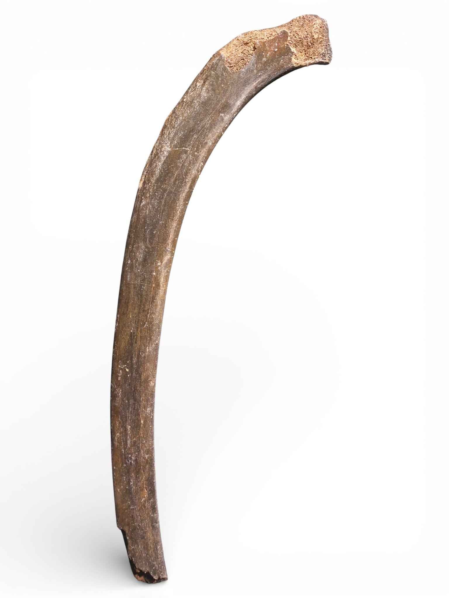 Mammoth Rib – Middle Ventral Rib 1