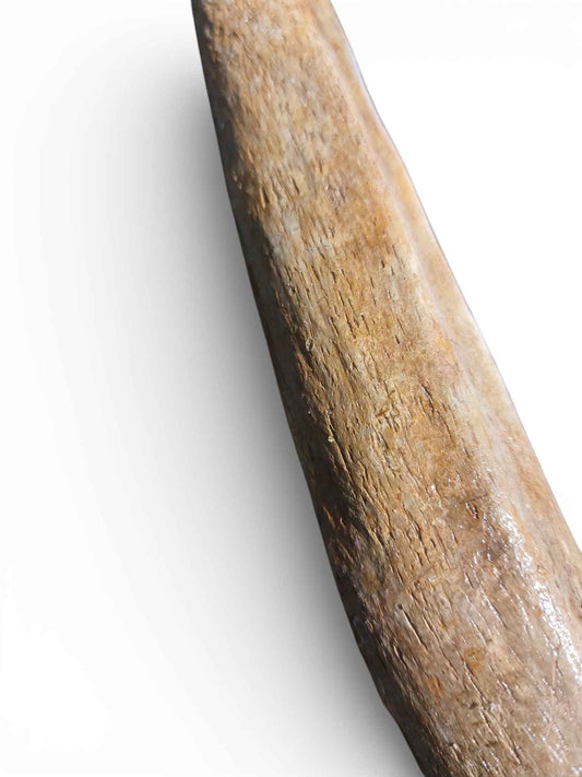 Mammoth Rib – Middle Ventral Rib 10