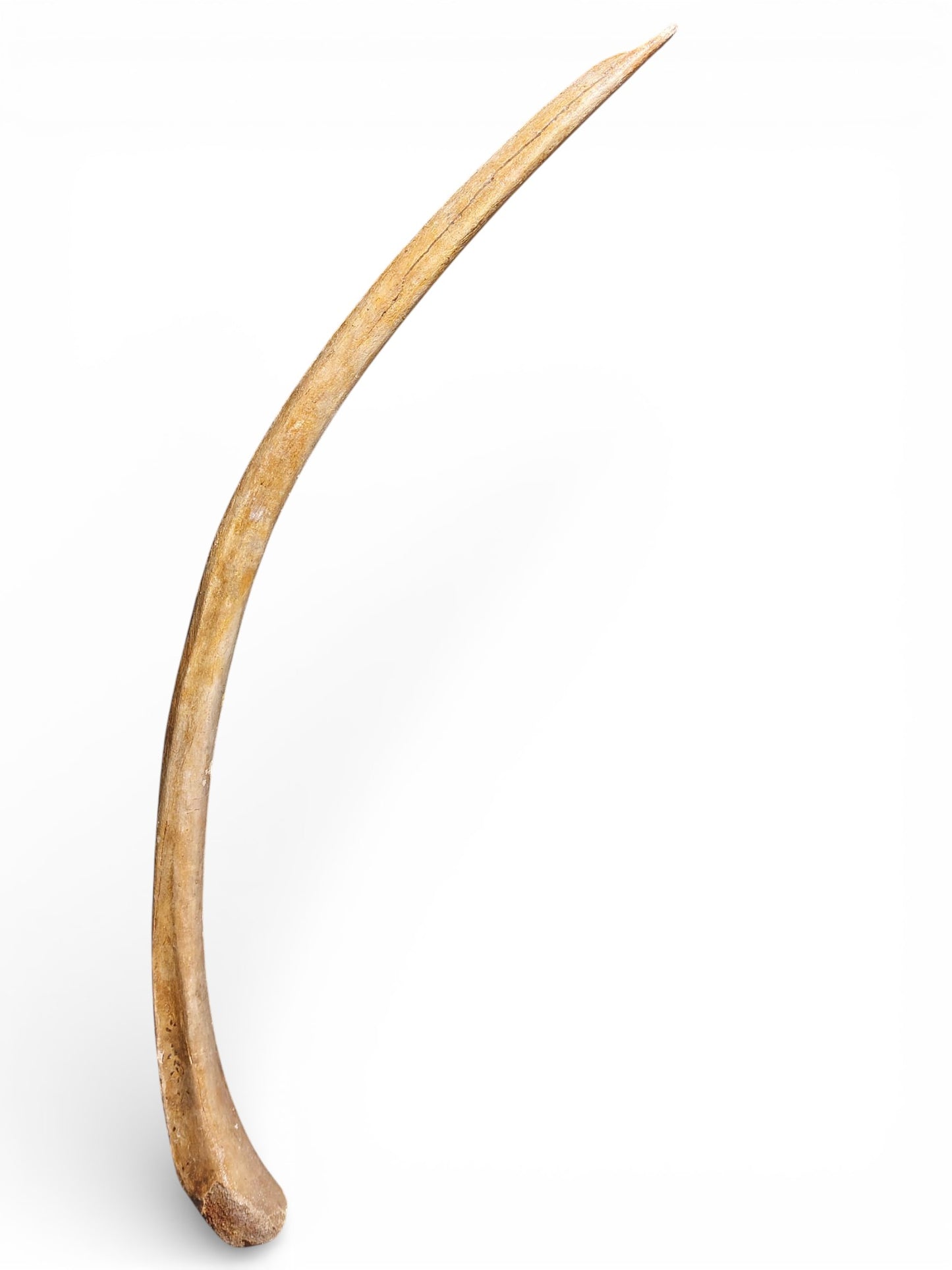 Mammoth Rib – Middle Ventral Rib 11