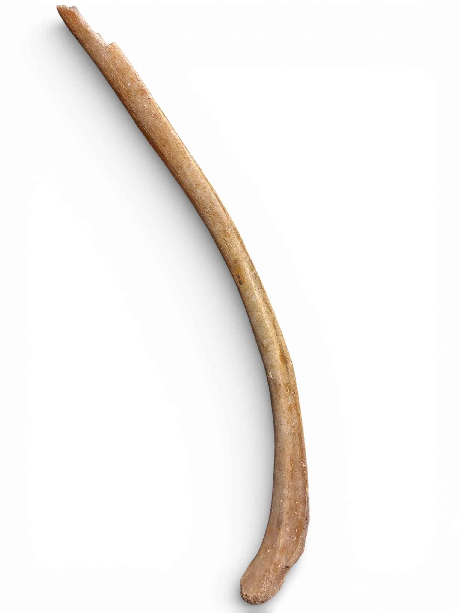 Mammoth Rib – Middle Ventral Rib 12