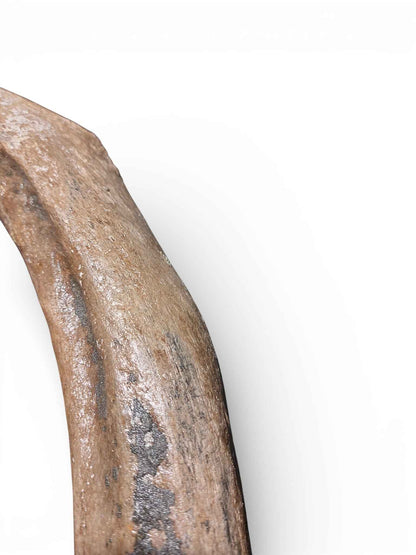 Mammuthus primigenius – Ice Age Mammoth Ulna from the Pleistocene