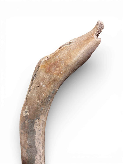Mammuthus primigenius – Ice Age Mammoth Ulna from the Pleistocene