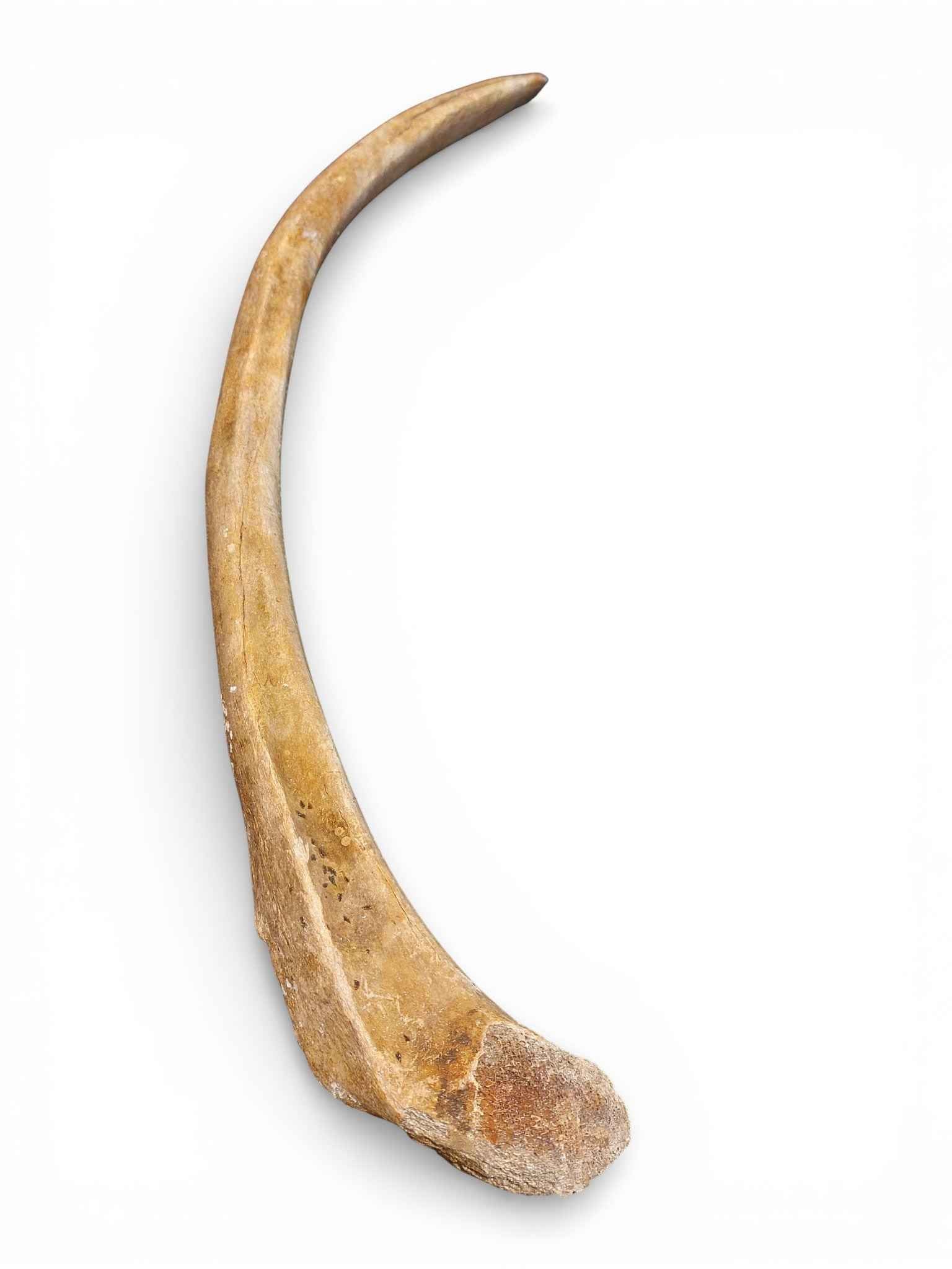 Mammoth Rib – Middle Ventral Rib 5