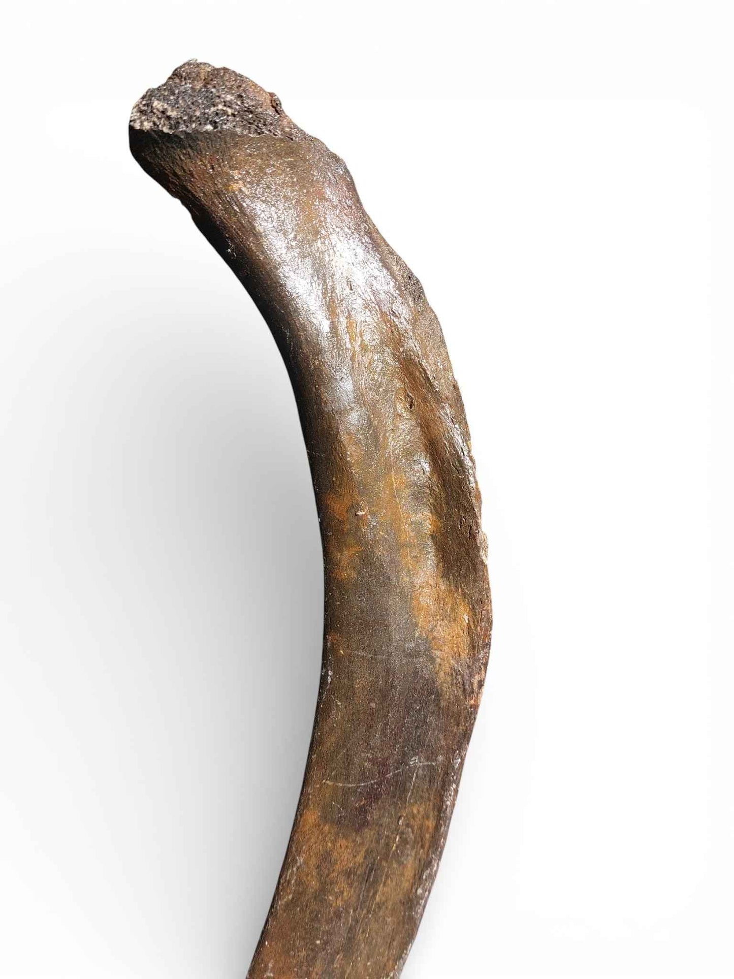 Mammoth Rib – Middle Ventral Rib 6