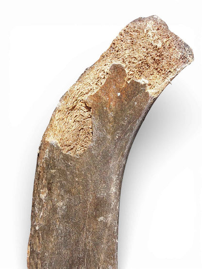 Mammoth Rib – Middle Ventral Rib 7