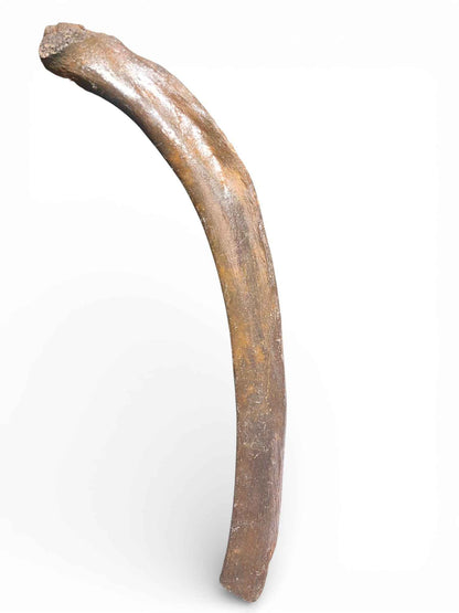 Mammoth Rib – Middle Ventral Rib 8