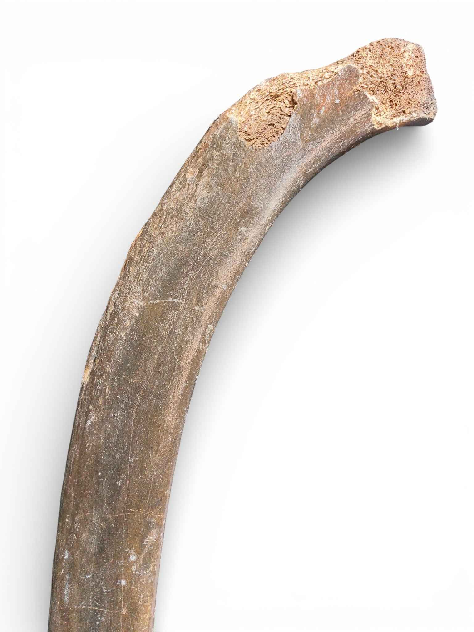 Mammoth Rib – Middle Ventral Rib 9