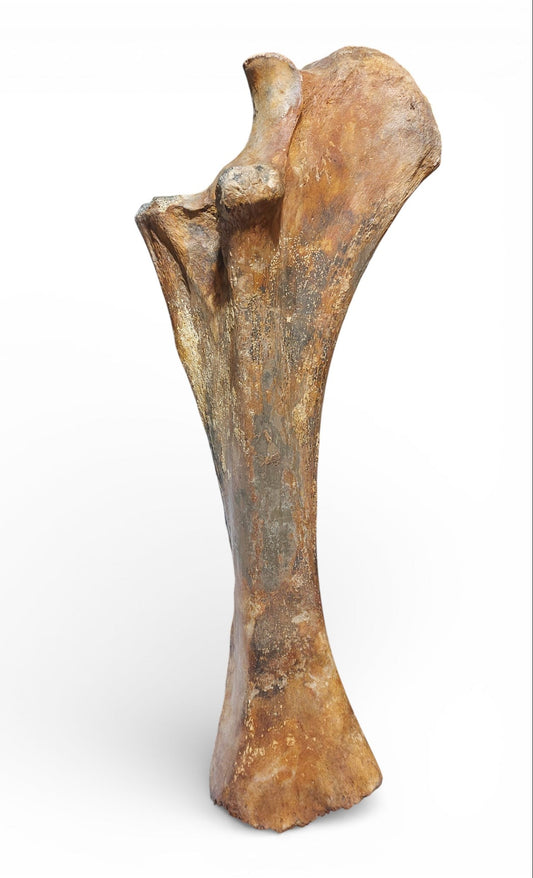 Mammuthus primigenius – Ice Age Mammoth Ulna