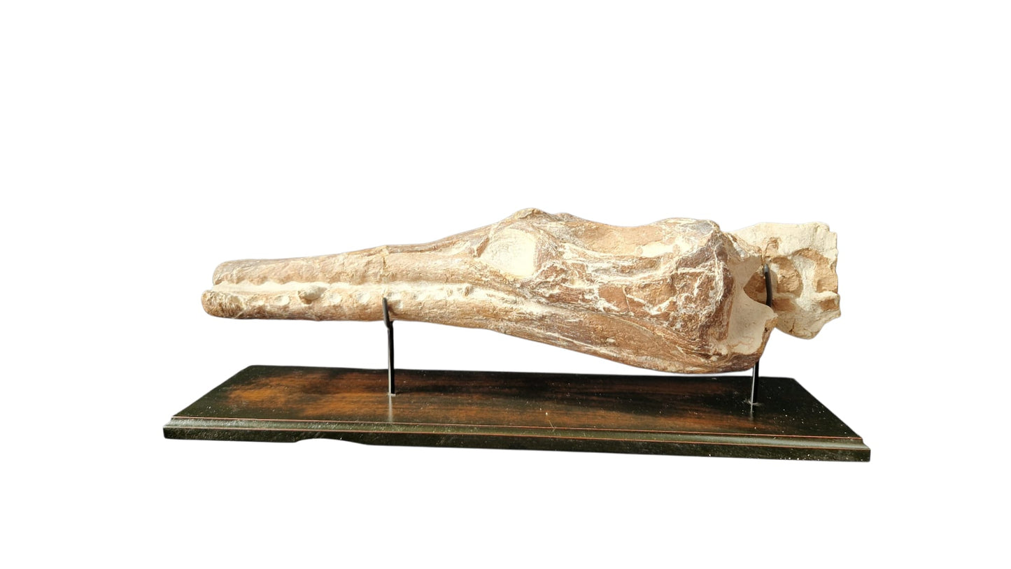 Manemergus anguirostris Fossil 56cm – Cretaceous Plesiosaur