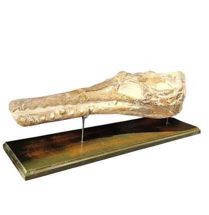 Manemergus anguirostris Fossil 56cm – Cretaceous Plesiosaur 1