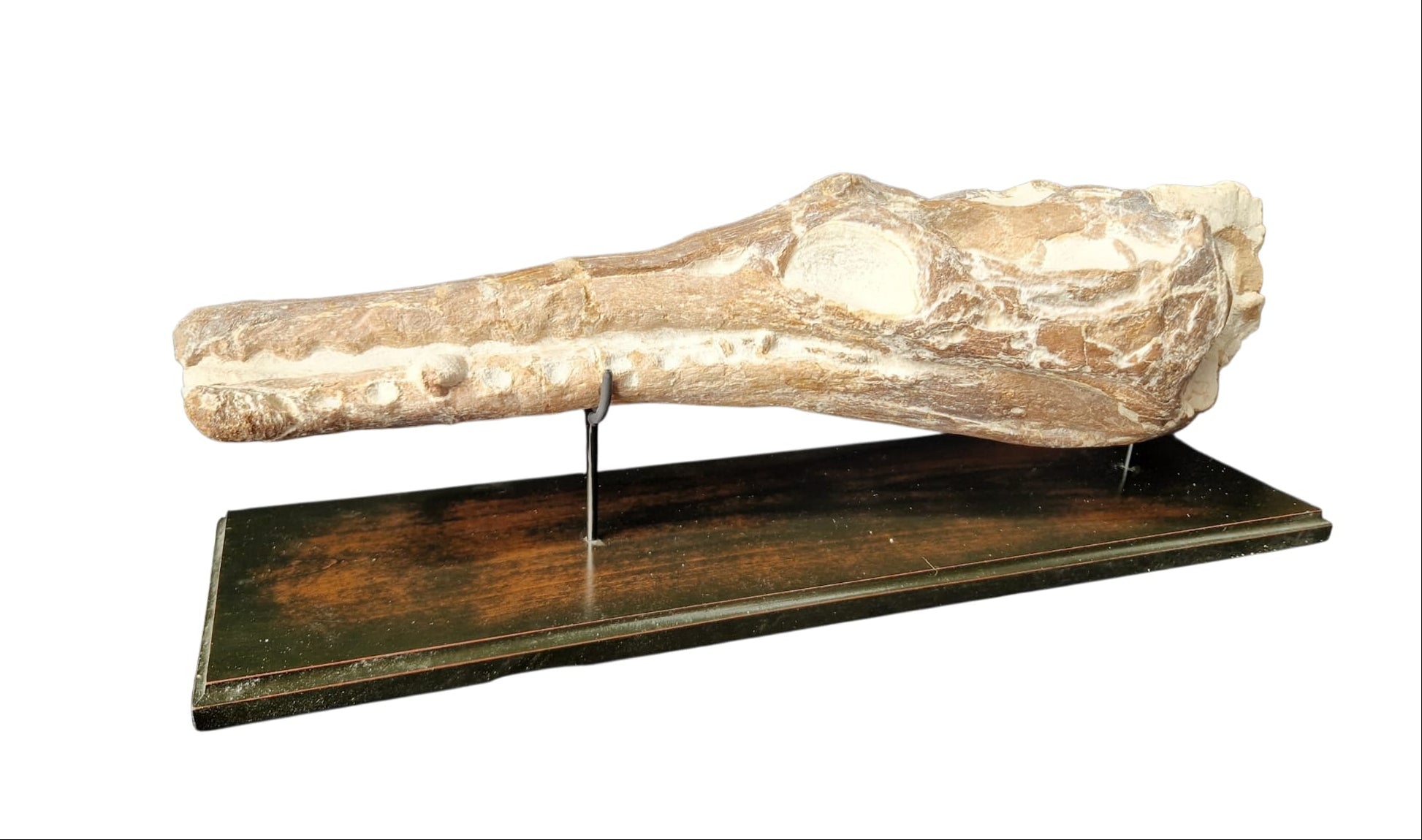 Manemergus anguirostris Fossil 56cm – Cretaceous Plesiosaur 15