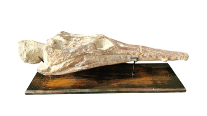Manemergus anguirostris Fossil 56cm – Cretaceous Plesiosaur 2