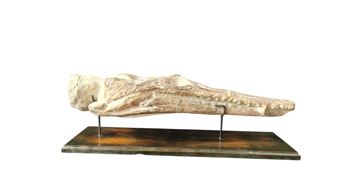 Manemergus anguirostris Fossil 56cm – Cretaceous Plesiosaur 3