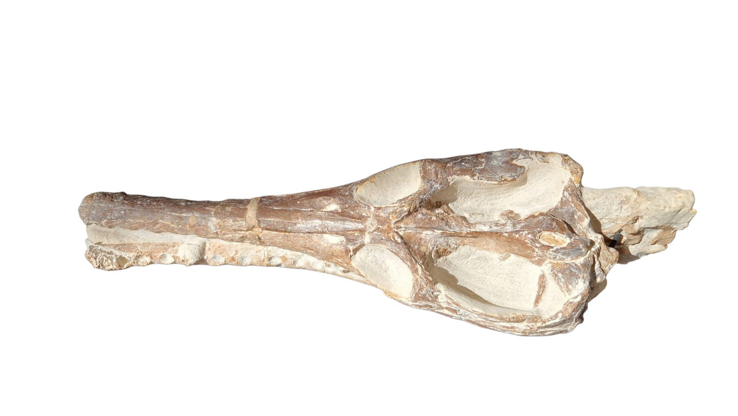 Manemergus anguirostris Fossil 56cm – Cretaceous Plesiosaur 4
