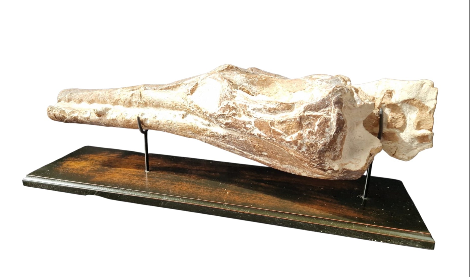 Manemergus anguirostris Fossil 56cm – Cretaceous Plesiosaur 5