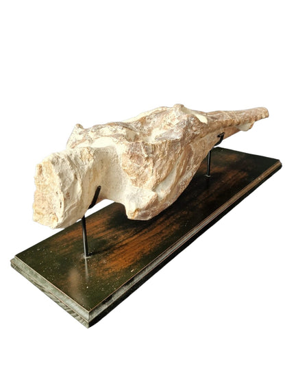 Manemergus anguirostris Fossil 56cm – Cretaceous Plesiosaur 7