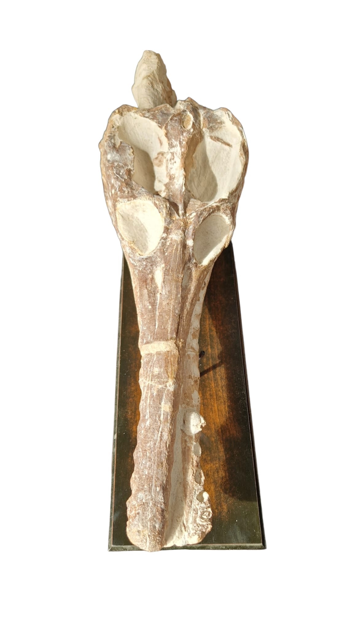 Manemergus anguirostris Fossil 56cm – Cretaceous Plesiosaur 8