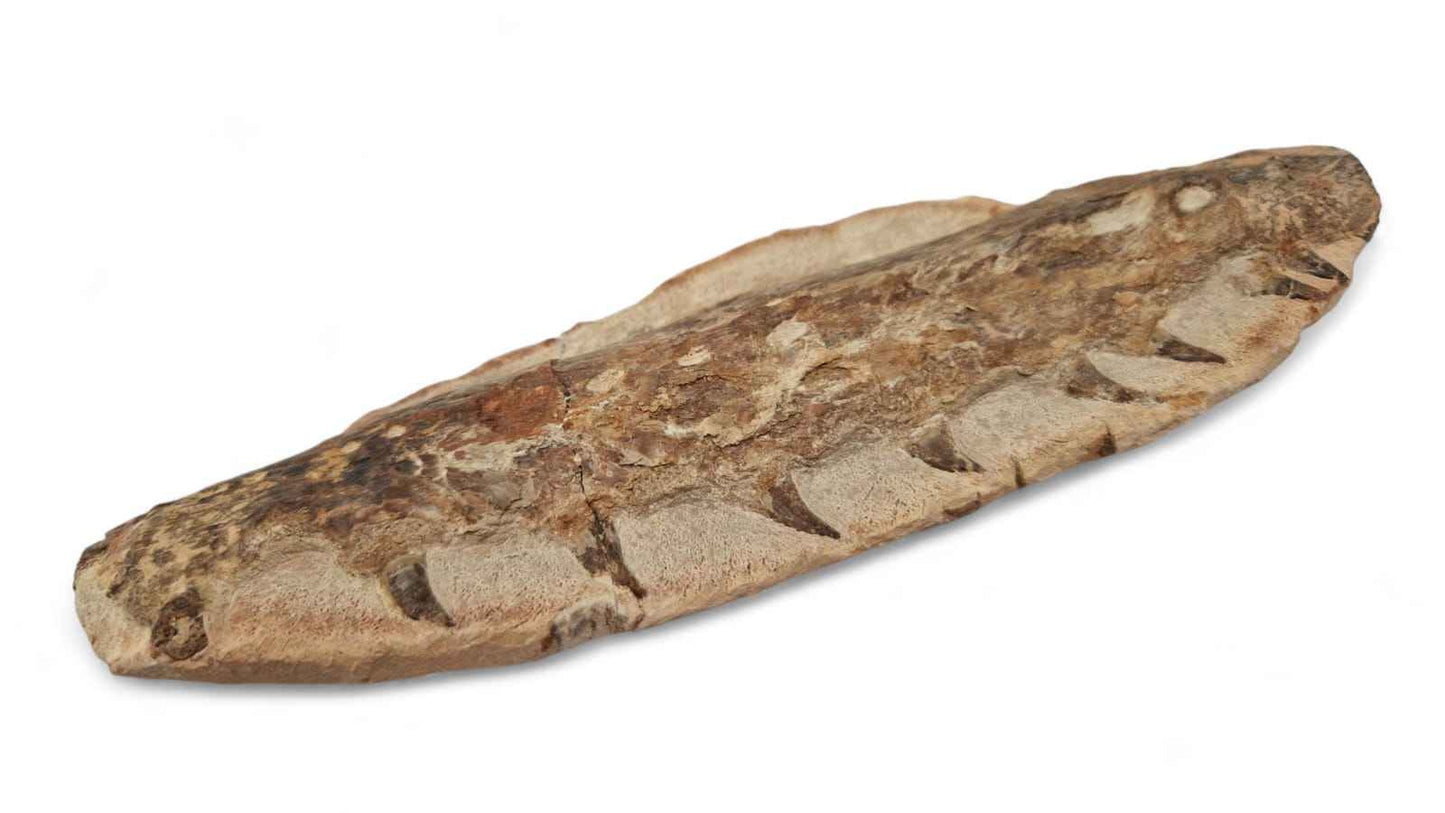 Marine Reptile Fossil – Tethysaurus nopcsai 19cm | Cretaceous Morocco