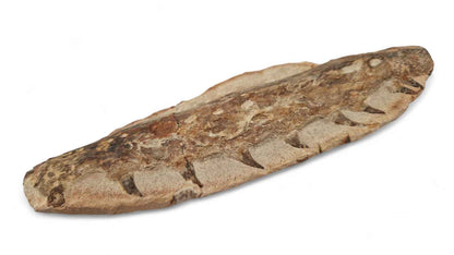 Marine Reptile Fossil – Tethysaurus nopcsai 19cm | Cretaceous Morocco