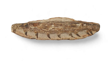 Marine Reptile Fossil – Tethysaurus nopcsai 19cm | Cretaceous Morocco