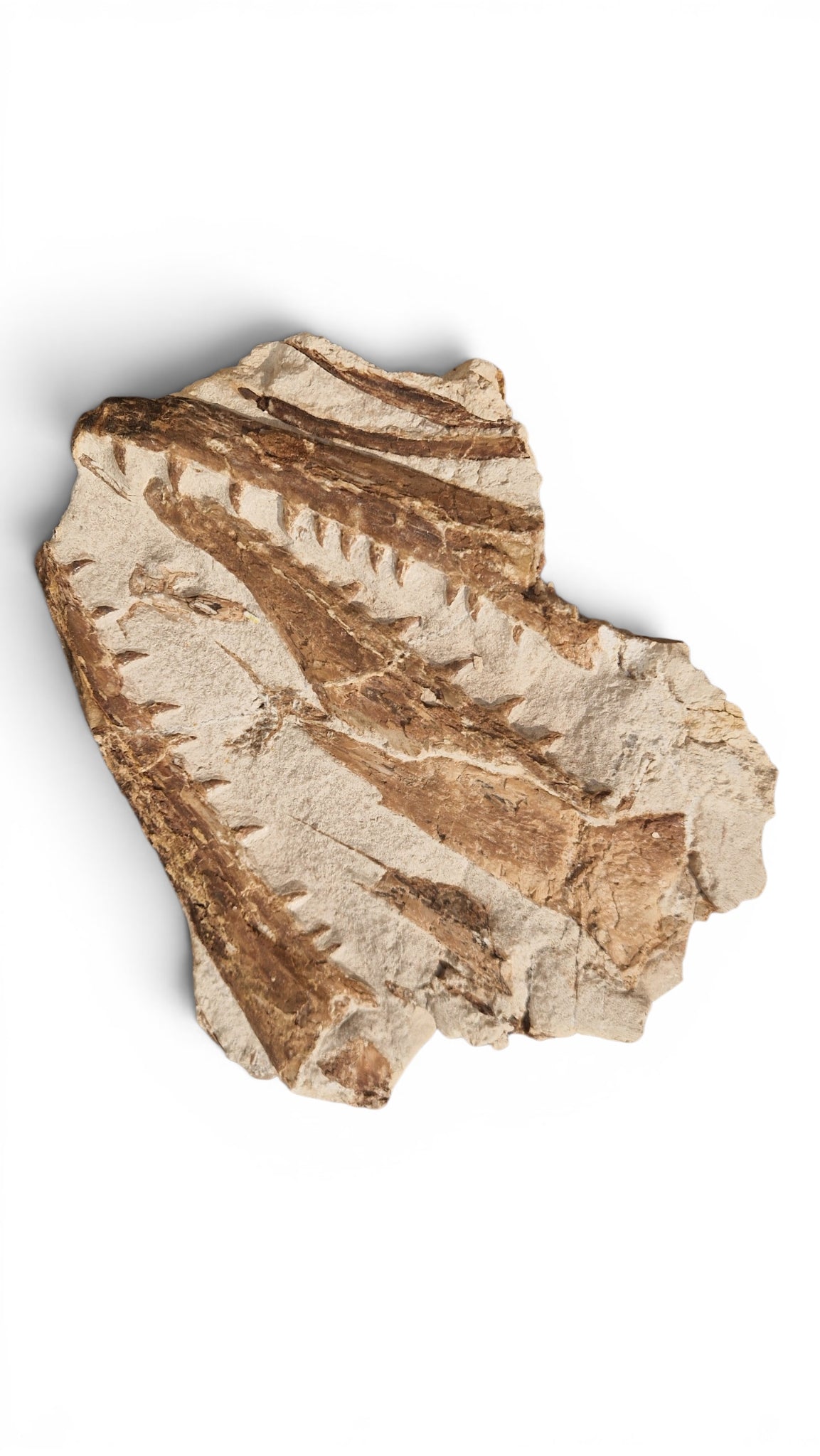 Marine Reptile Fossil – Tethysaurus nopcsai 22cm | Cretaceous Morocco