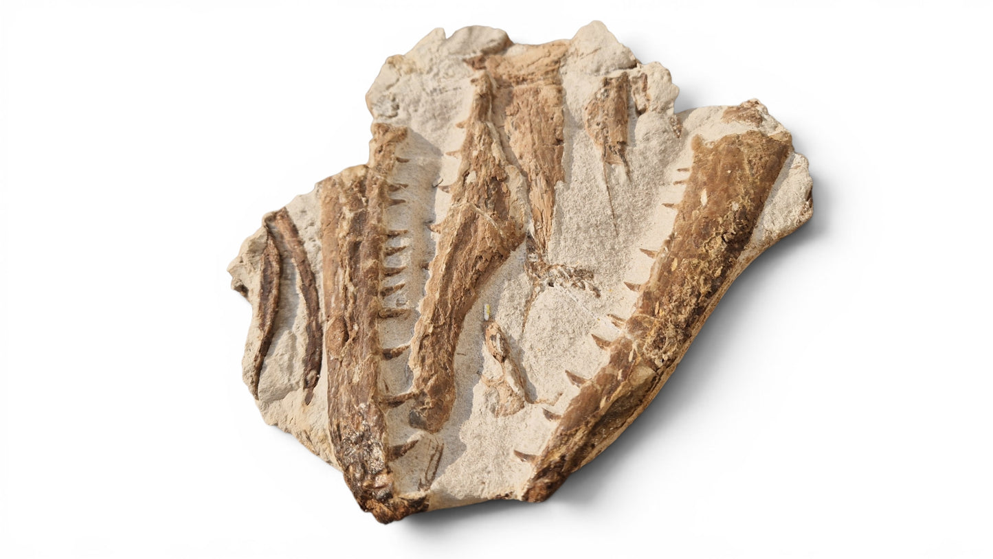 Marine Reptile Fossil – Tethysaurus nopcsai 22cm | Cretaceous Morocco 1
