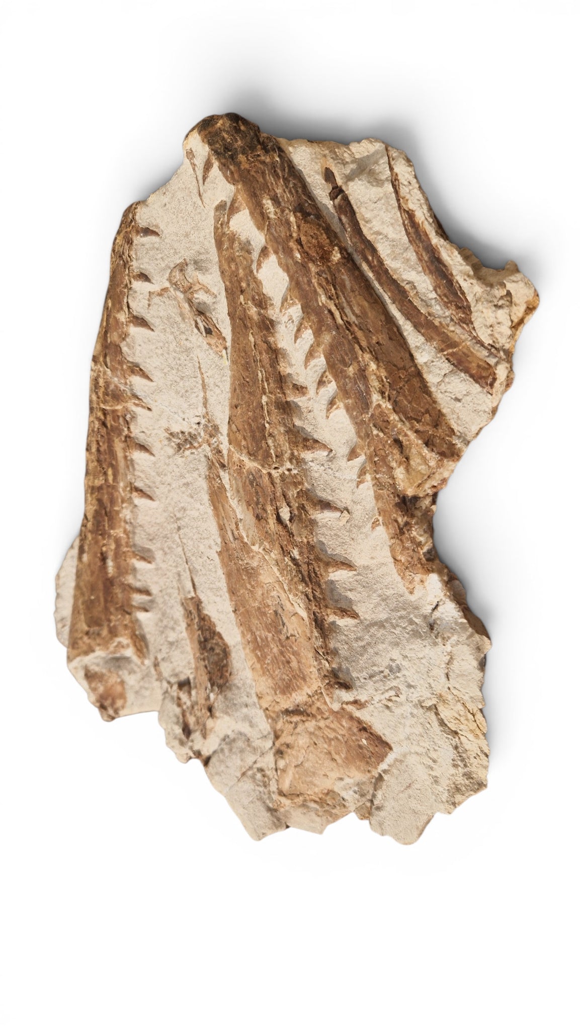 Marine Reptile Fossil – Tethysaurus nopcsai 22cm | Cretaceous Morocco 3