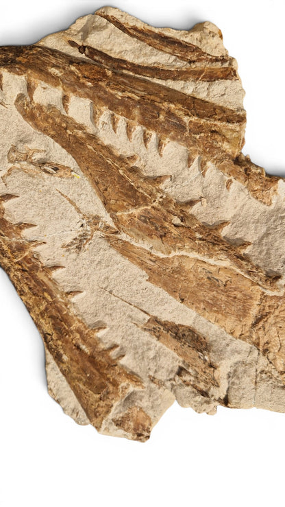 Marine Reptile Fossil – Tethysaurus nopcsai 22cm | Cretaceous Morocco 4