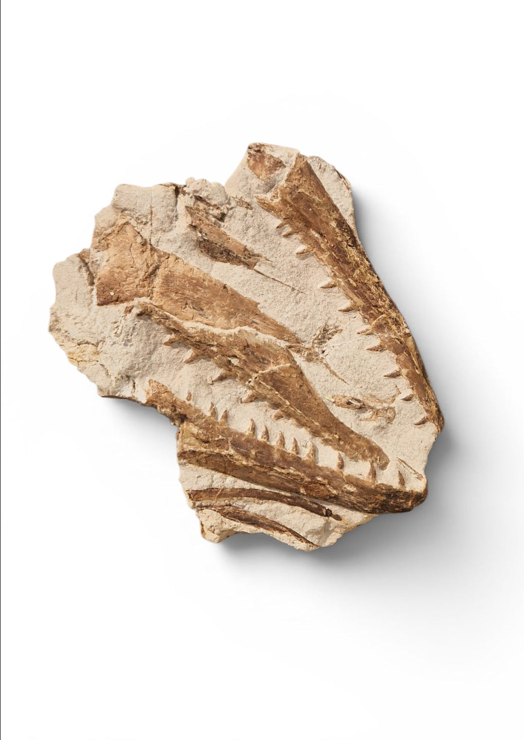 Marine Reptile Fossil – Tethysaurus nopcsai 22cm | Cretaceous Morocco 5