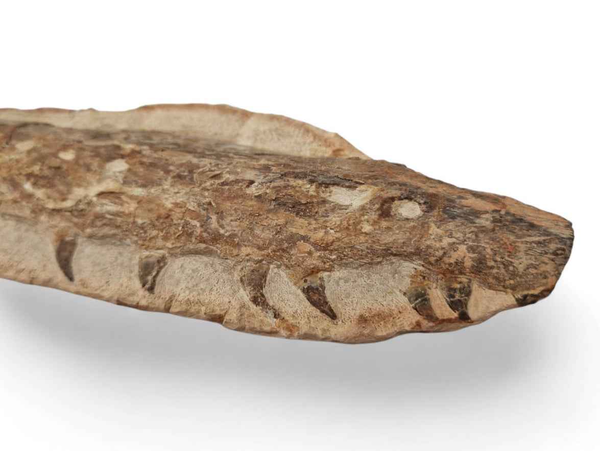 Marine Reptile Fossil – Tethysaurus nopcsai 19cm | Cretaceous Morocco