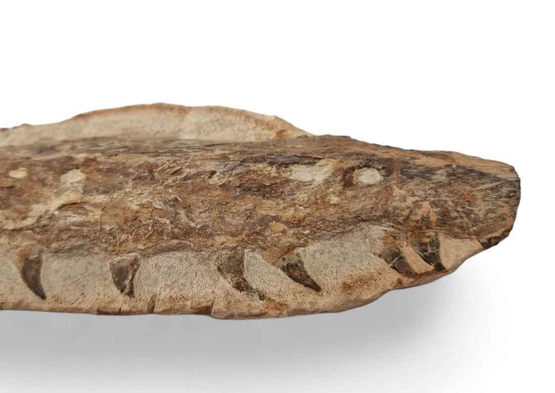 Marine Reptile Fossil – Tethysaurus nopcsai 19cm | Cretaceous Morocco