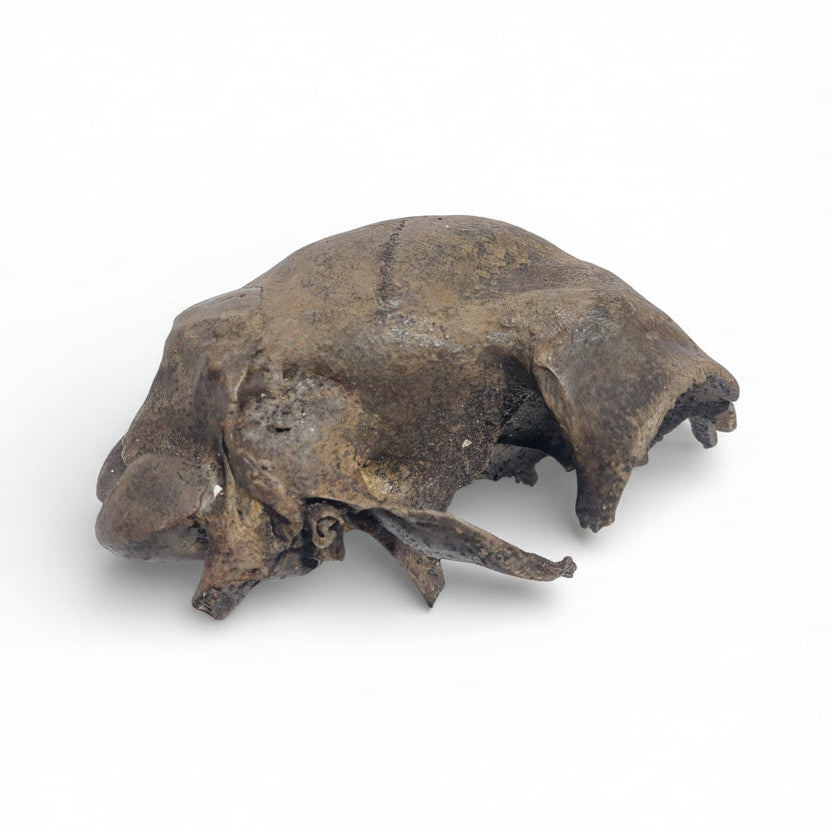 Ovis aries – Fossil Sheep Skull