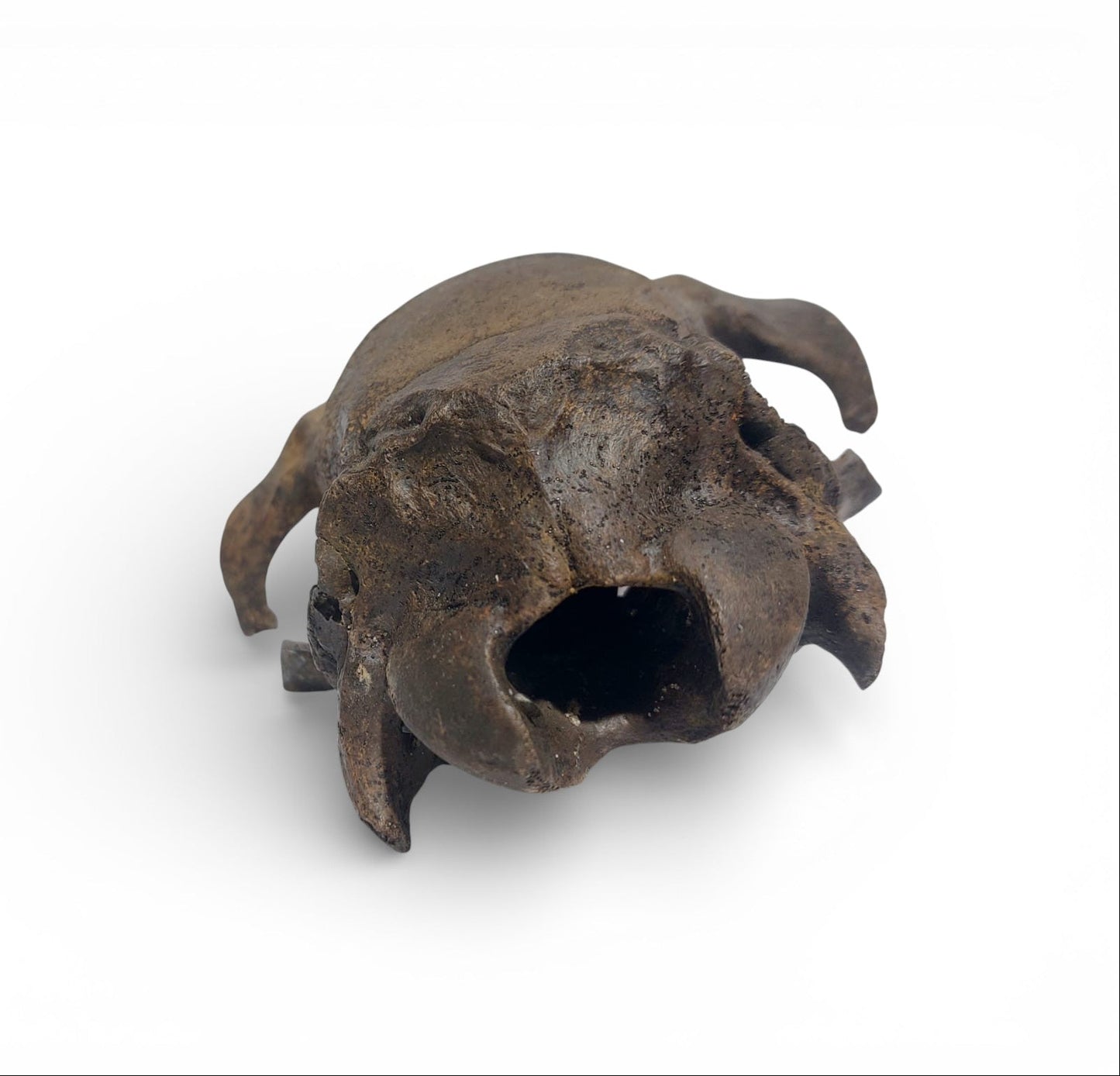 Ovis_aries_Fossil_Sheep_Skull 1