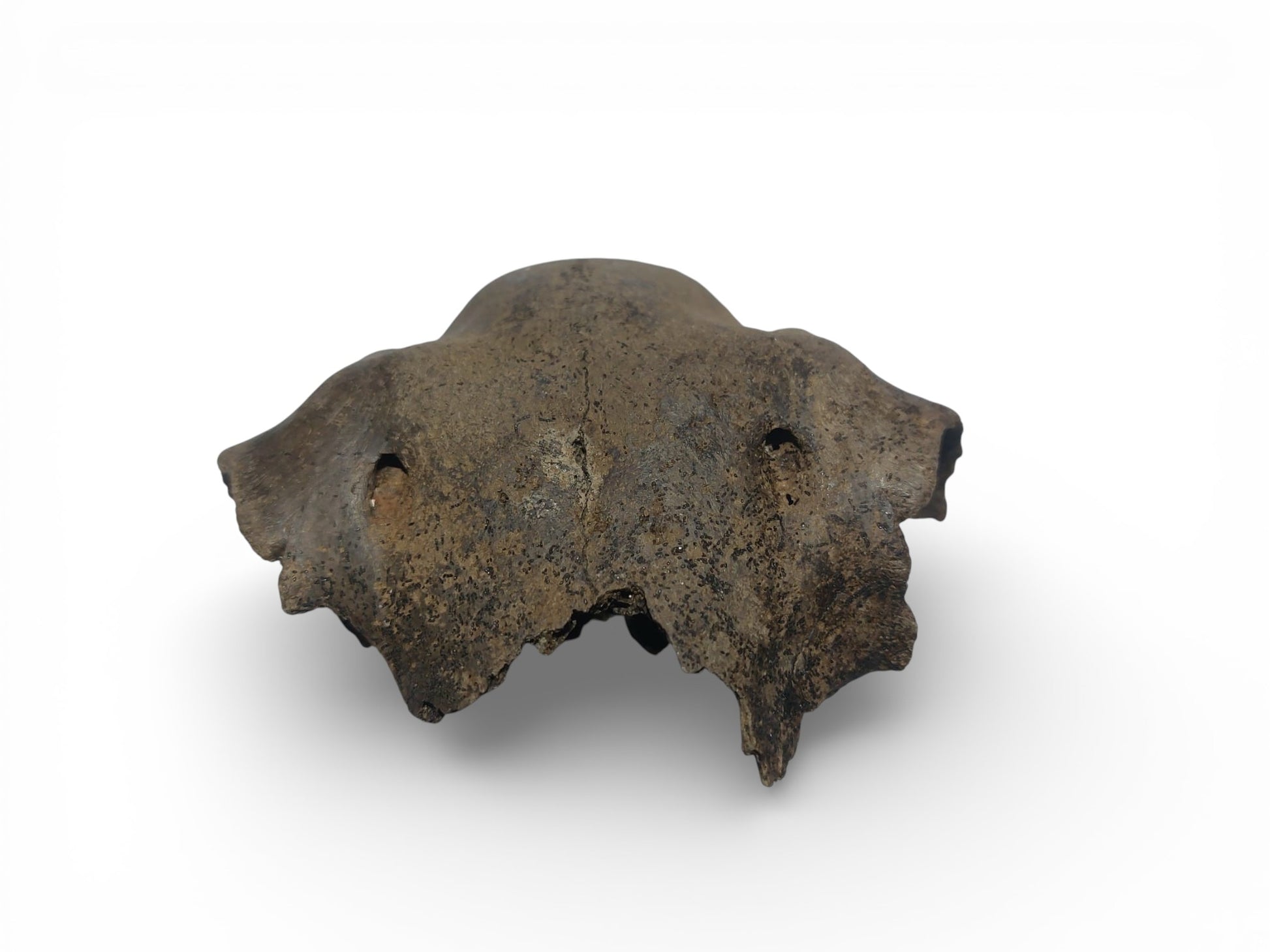 Ovis_aries_Fossil_Sheep_Skull 3