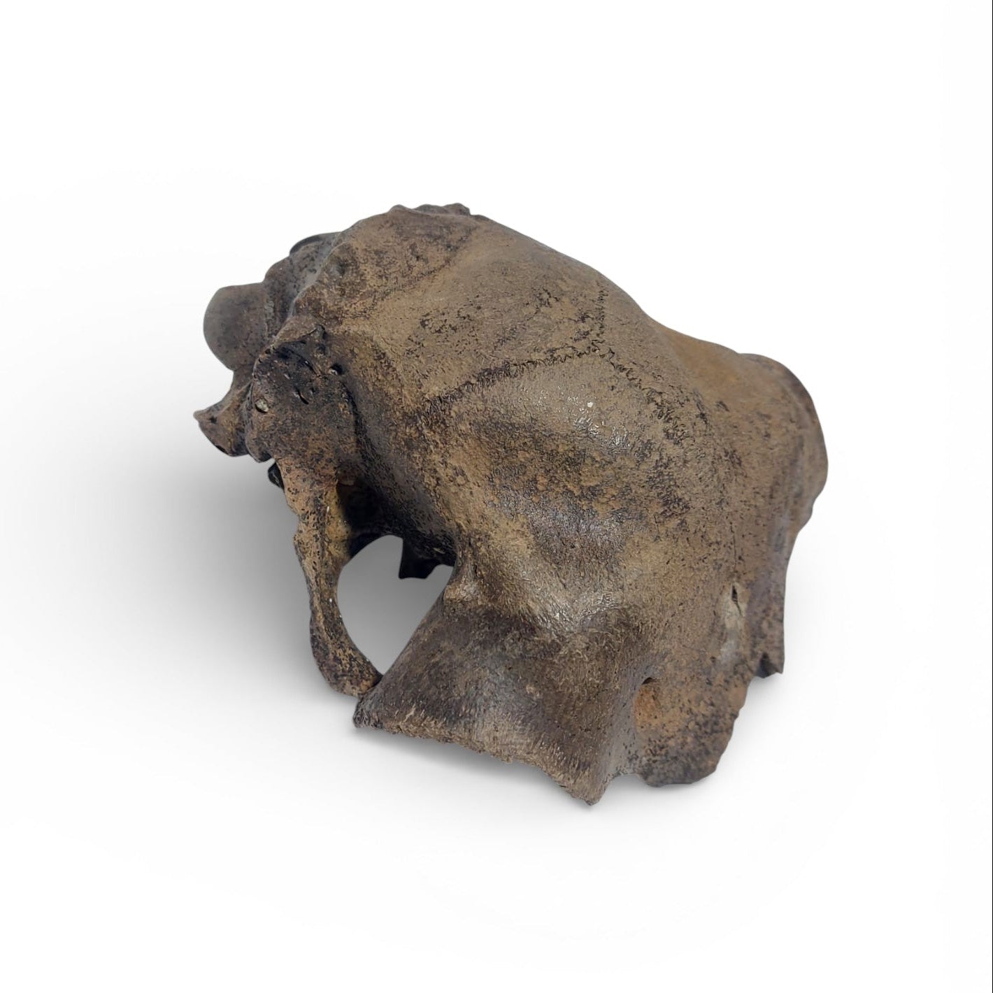 Ovis_aries_Fossil_Sheep_Skull 4