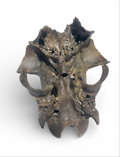 Ovis_aries_Fossil_Sheep_Skull 5