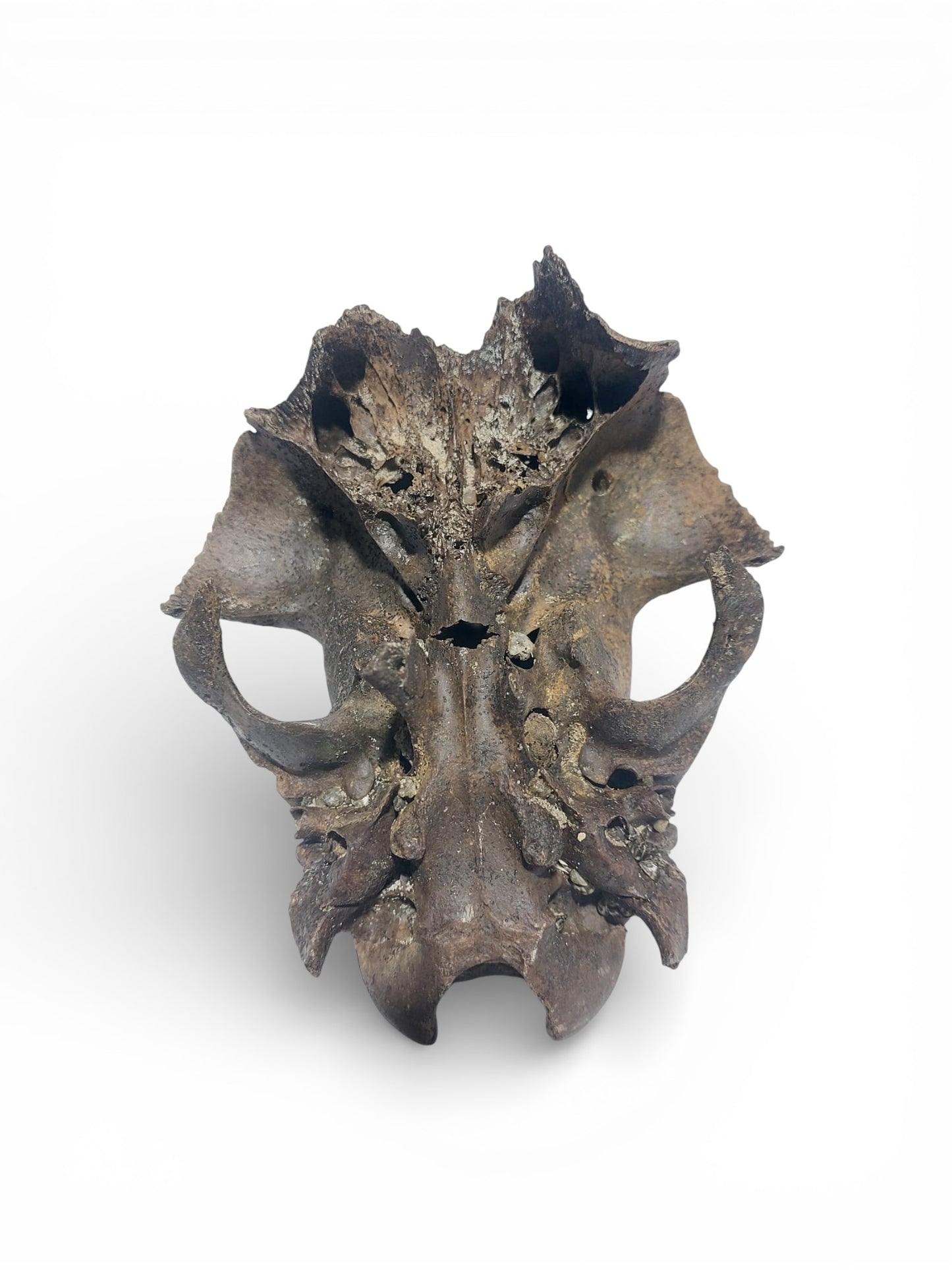 Ovis_aries_Fossil_Sheep_Skull 6