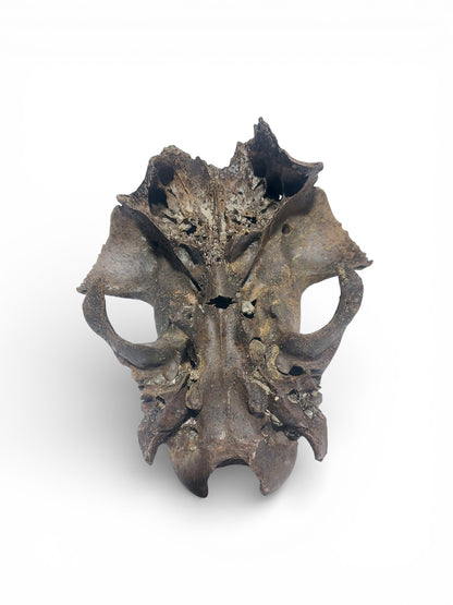 Ovis_aries_Fossil_Sheep_Skull 6