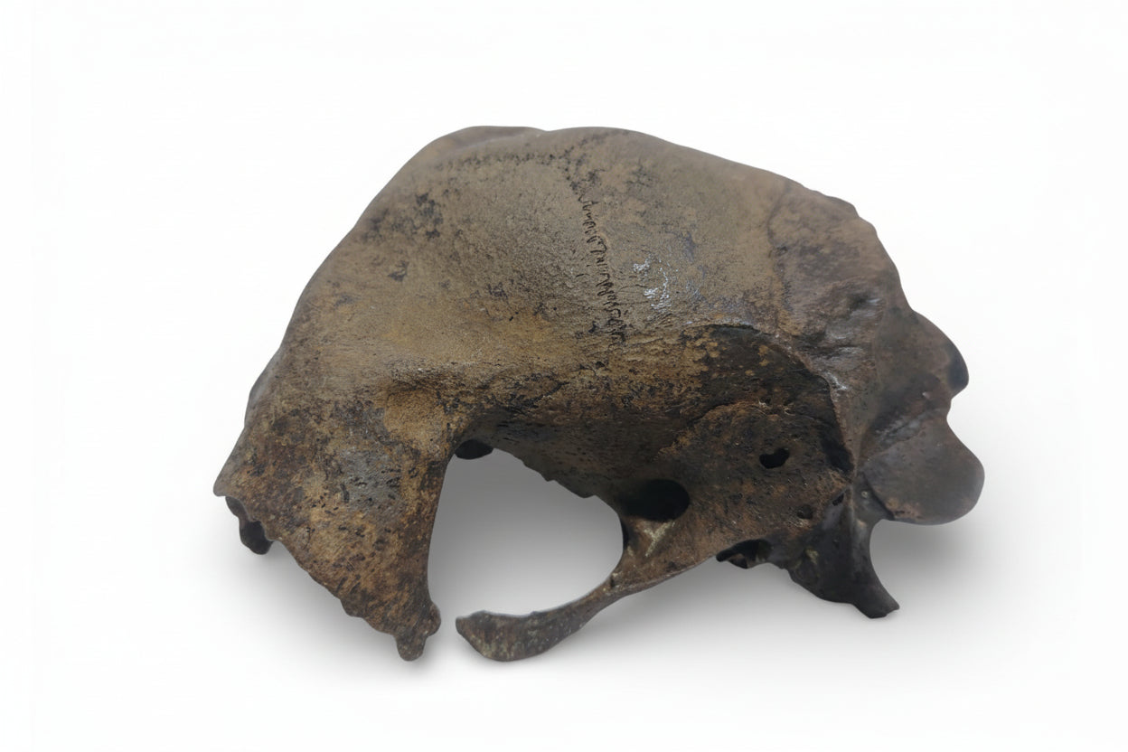 Ovis_aries_Fossil_Sheep_Skull 7
