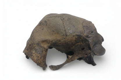 Ovis_aries_Fossil_Sheep_Skull 7