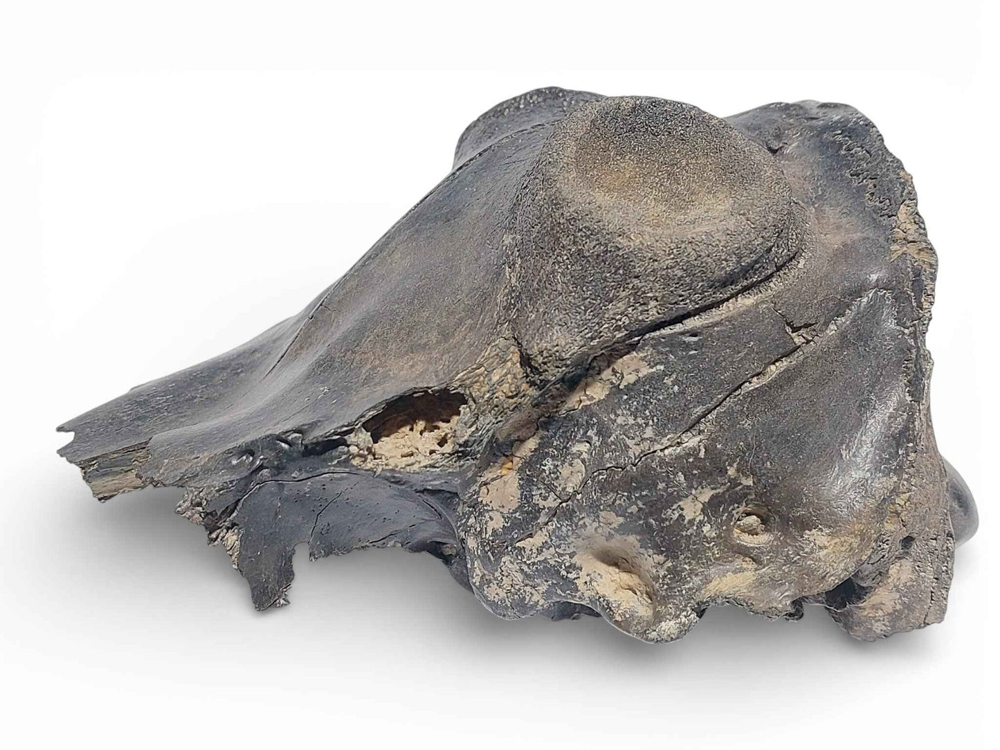 Crocuta sp. – Ice Age Hyena Skull from the Pleistocene