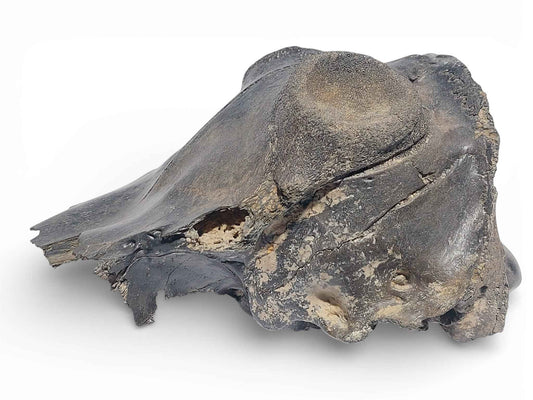 Crocuta sp. – Ice Age Hyena Skull from the Pleistocene
