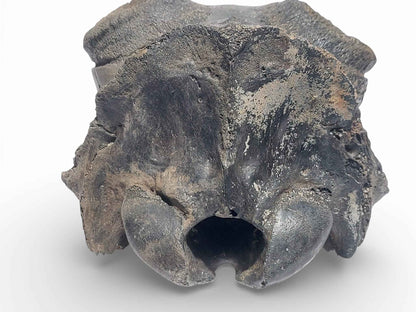 Crocuta sp. – Ice Age Hyena Skull from the Pleistocene