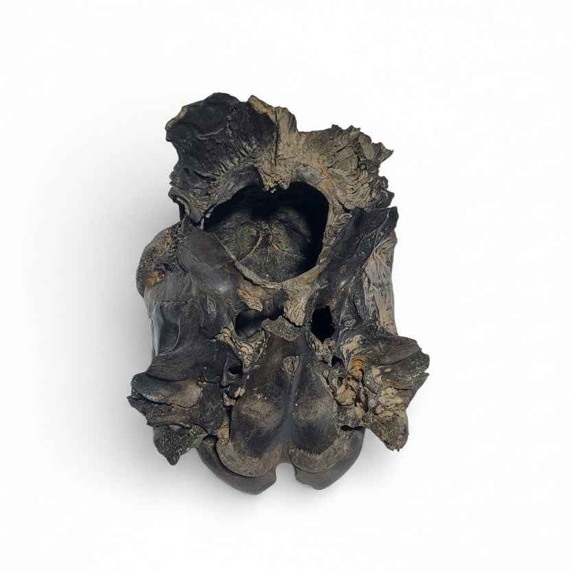 Crocuta sp. – Ice Age Hyena Skull from the Pleistocene