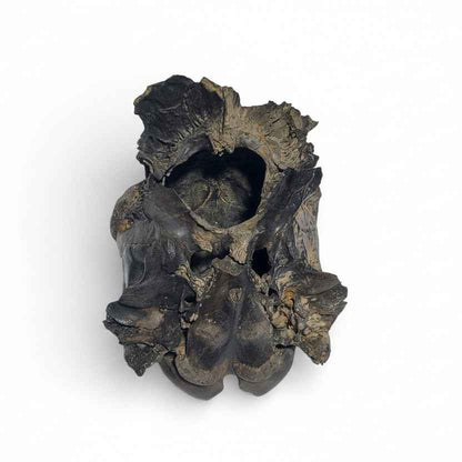 Crocuta sp. – Ice Age Hyena Skull from the Pleistocene