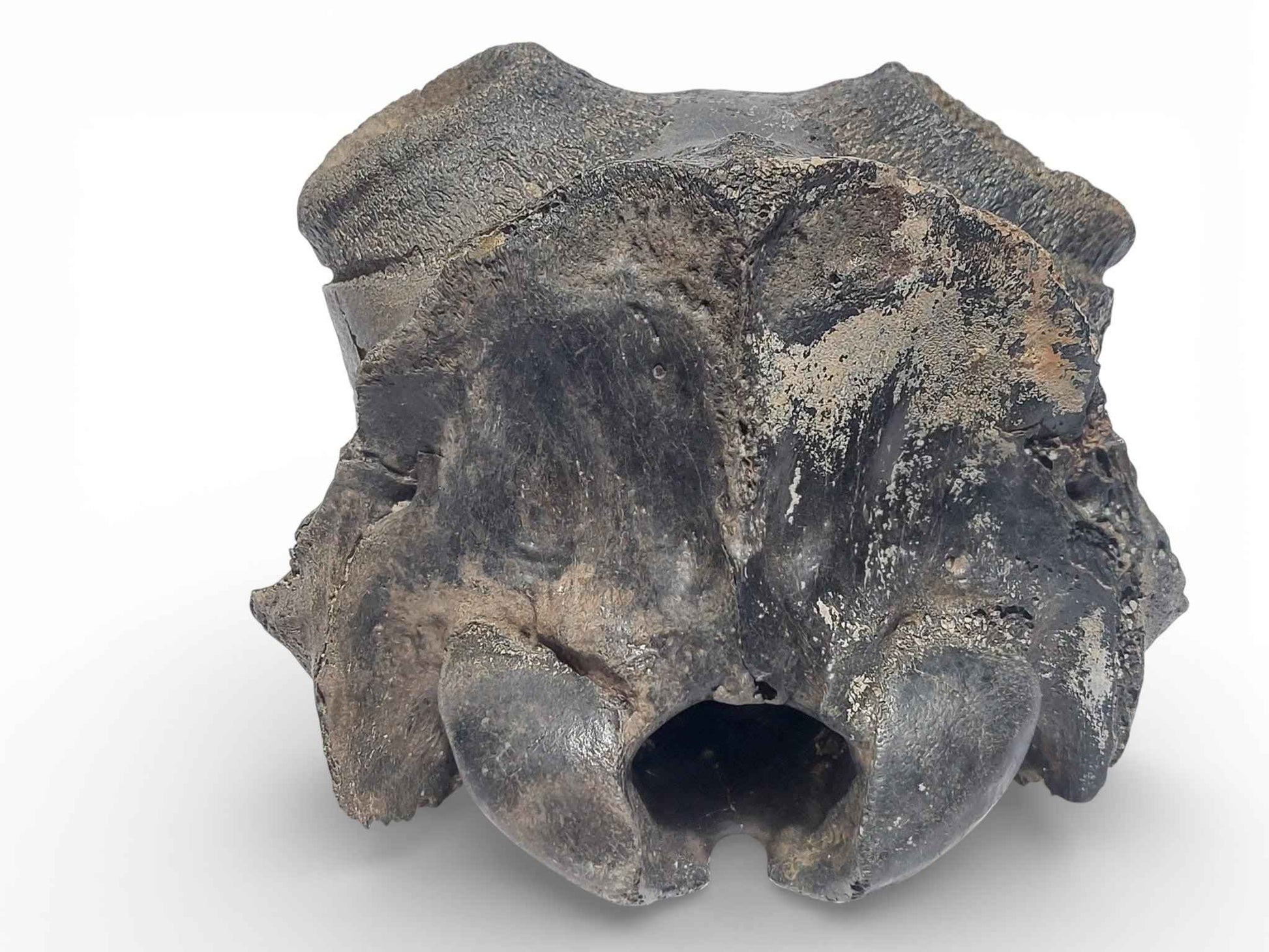 Crocuta sp. – Ice Age Hyena Skull from the Pleistocene